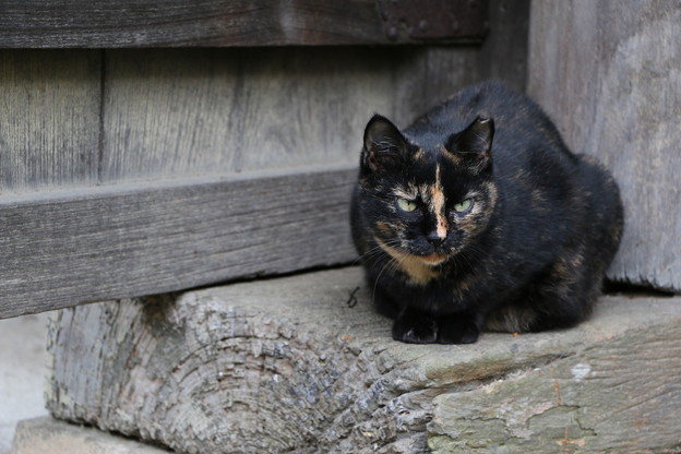 番猫
