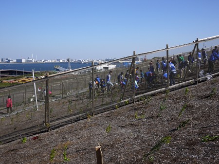 海の森植樹まつり-2