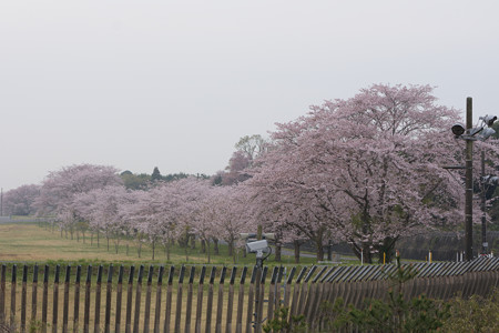 桜は満開