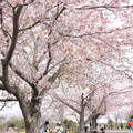 さくらの山の桜