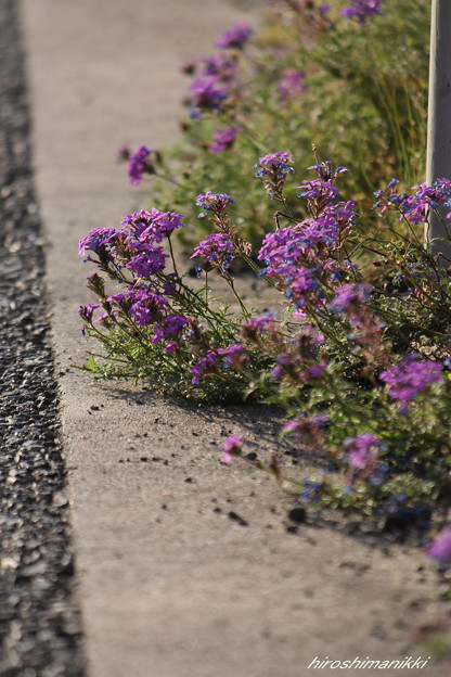 Pride of purple
