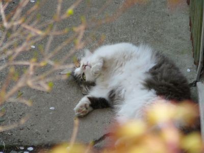 観音山猫