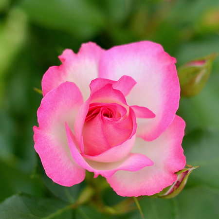 Spiral of Roses(3)