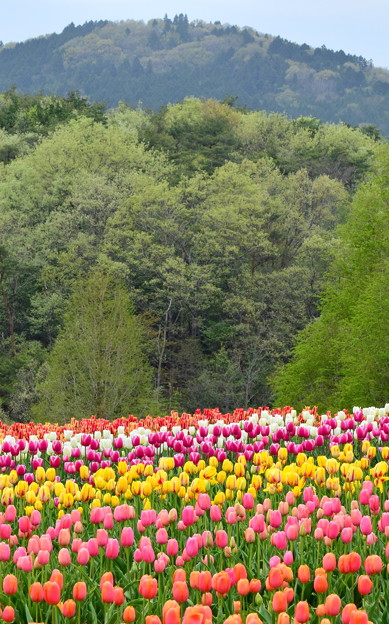 とある山とチューリップ
