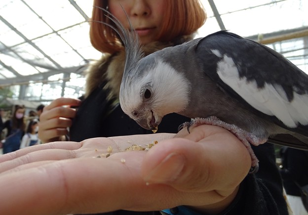 手乗り