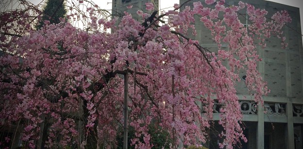 世界平和記念聖堂 八重紅枝垂 広島市中区幟町