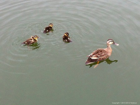 Blog_20120714_Karugamo_03