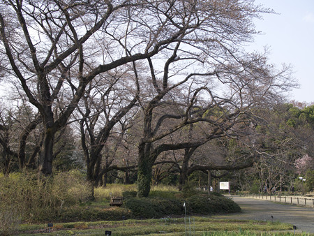 大芝生横