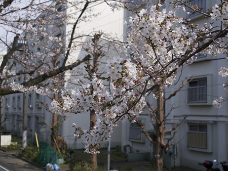 大蔵住宅1