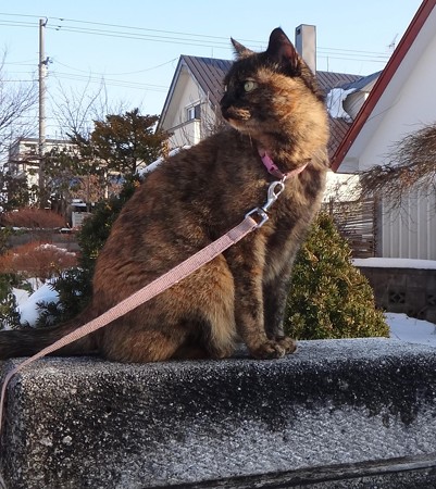 チビタン