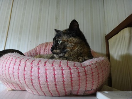チビタン