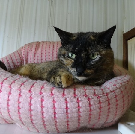 チビタン
