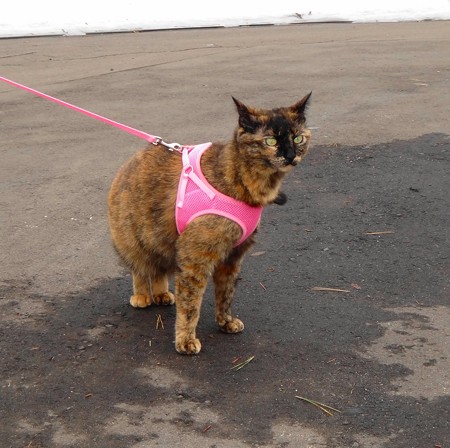 チビタン