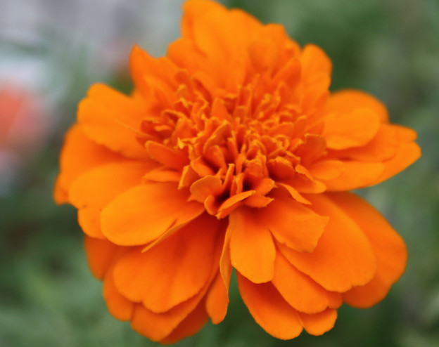 オレンジ色の花 真正面 写真共有サイト フォト蔵