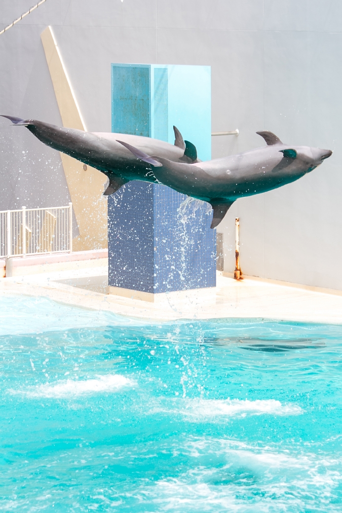 写真: IMG_6382