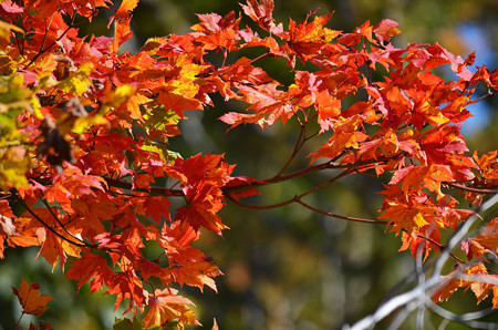 紅い葉