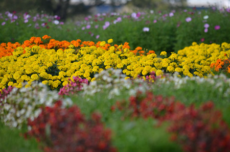 花壇にて その2