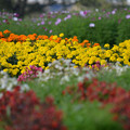 花壇にて　その２