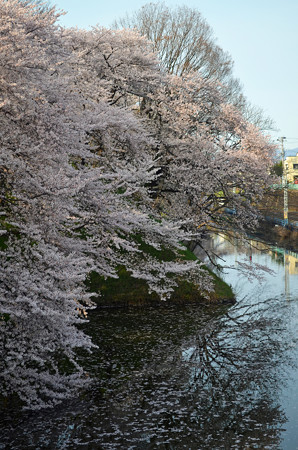 160416霞城公園の桜04