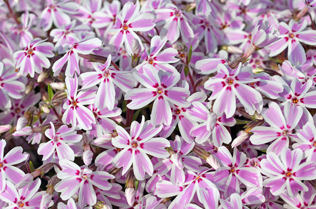 チューリップ園だけど芝桜