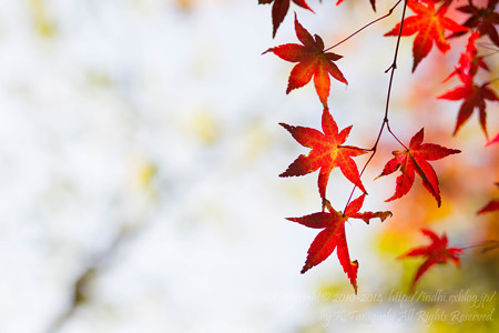 紅葉