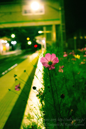 夜の光