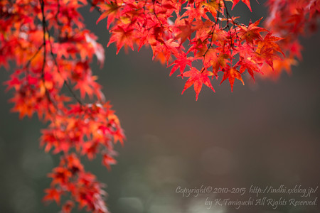 雲場池紅葉