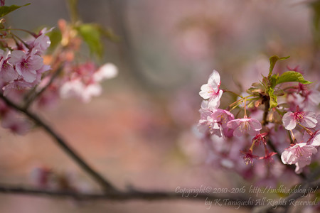河津桜