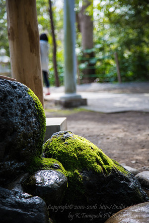 柿田川公園