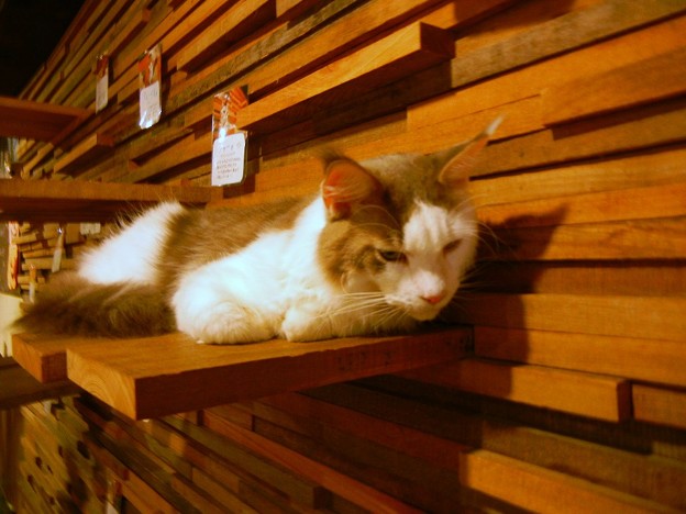 Photos: 猫カフェの猫ちゃんたち