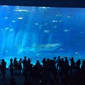 Photos: 沖縄美ら海水族館