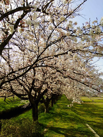 水橋の桜160402s