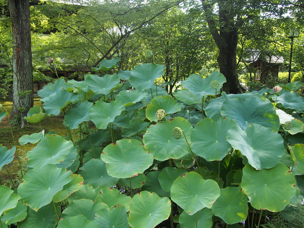 広隆寺