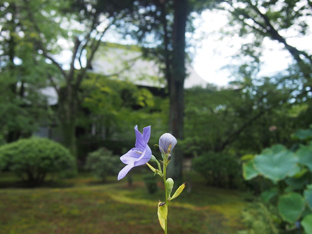 広隆寺