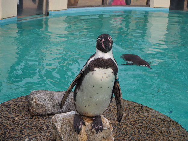 ほなまた来とくれやす Humboldt Penguins Kyoto 4 9 4 19韓国旅行のため不在です 写真共有サイト フォト蔵