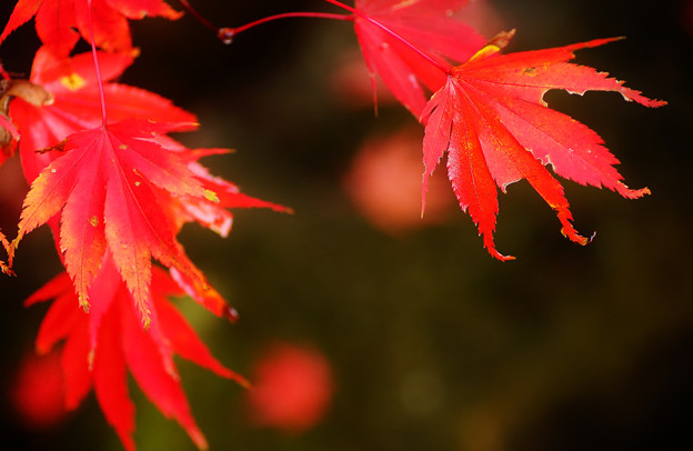 写真: DSC01082