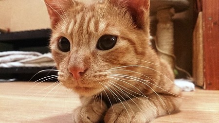 シモン「ミエルちゃんのシッポ、狙い中なの」