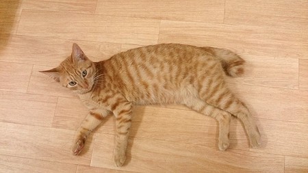 シモン「ぼくに会いに来てね」