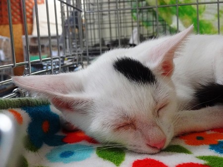 kouさん保護猫　マル「叫び疲れたニャ」