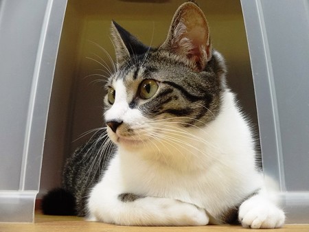 ココア「強制されるのは大嫌いだよ」