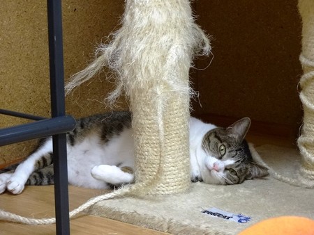 グリコ「遊びたいのよ」