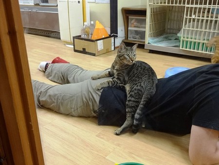 テト「ん？なんか、見られているような・・・」