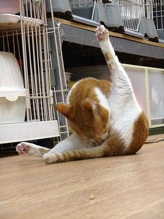 あつし「昼間にこんなのびのびできるなんてなぁ～～」