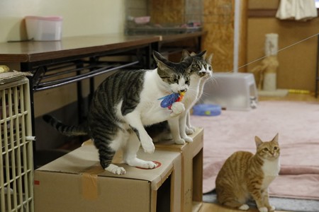 サブレ「この獲物はボクのだ！」
