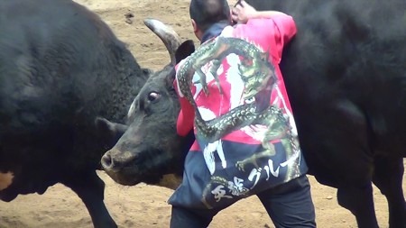 宇和島闘牛和霊大祭場所06