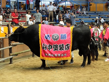 宇和島闘牛和霊大祭場所15 勝者チャンピオン天龍若力