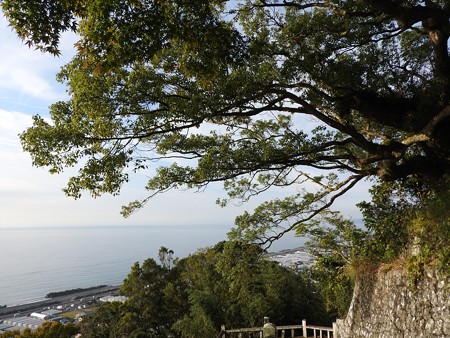 久能山東照宮21 崖に張り出す枝