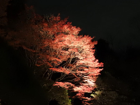 知恩院(ライトアップ)08