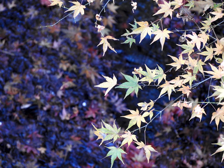 東福寺19