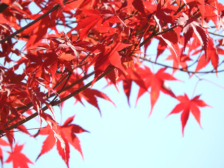 東福寺42